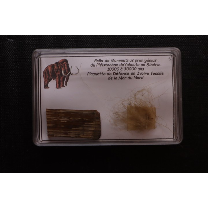 coffret vitré ivoire et poils de MAMMOUTH