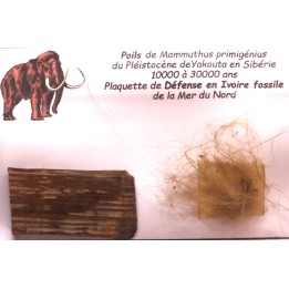 coffret vitré ivoire et poils de MAMMOUTH