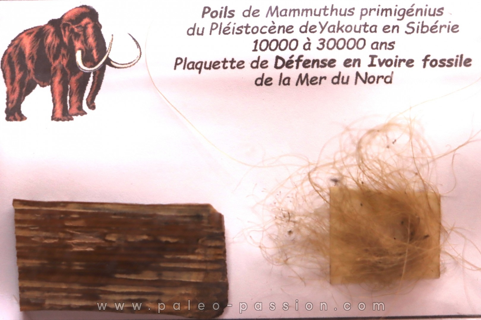MAMMOTH HAIR and ivory