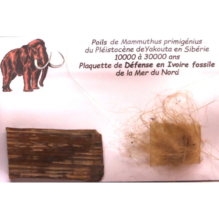 MAMMOTH HAIR and ivory