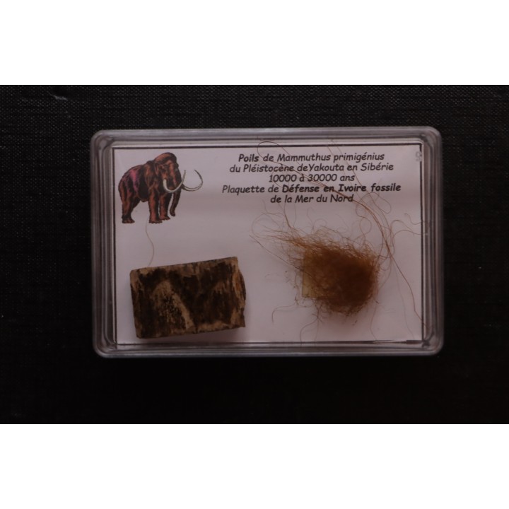 MAMMOTH HAIR and ivory