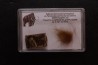 MAMMOTH HAIR and ivory