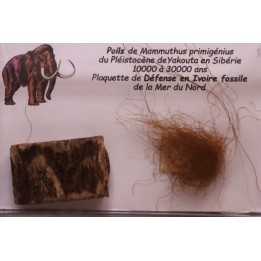 coffret vitré ivoire et poils de MAMMOUTH