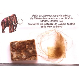 MAMMOTH HAIR and ivory
