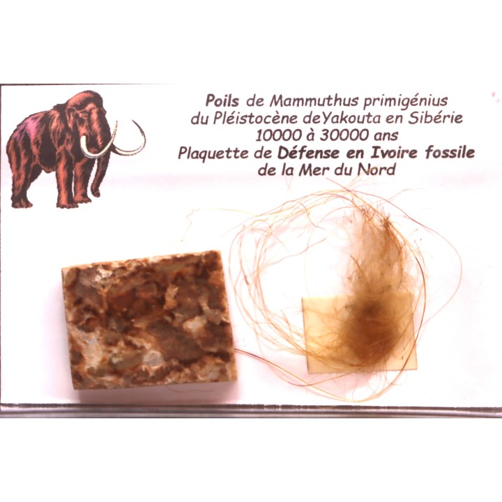 coffret vitré ivoire et poils de MAMMOUTH
