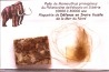 coffret vitré ivoire et poils de MAMMOUTH
