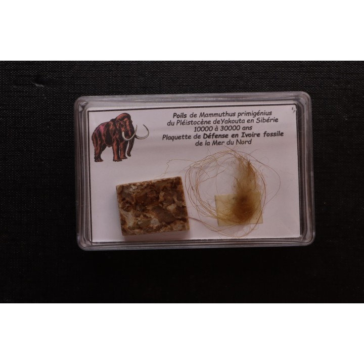 coffret vitré ivoire et poils de MAMMOUTH
