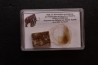 coffret vitré ivoire et poils de MAMMOUTH