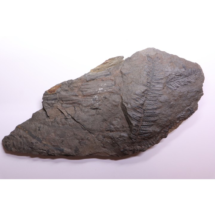 Fougère:  PECOPTERIS POLYMORPHA - Stephanian (carbonifere)  Graissesac, 34, FRANCE