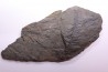 Fougère: PECOPTERIS POLYMORPHA - Stephanian (carbonifere) Graissesac, 34, FRANCE