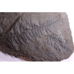 Fougère:  PECOPTERIS POLYMORPHA  Stephanian (carboniferous)  Graissesac, 34, FRANCE