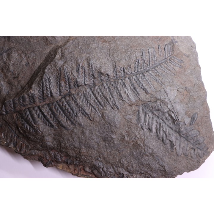 Fougère:  PECOPTERIS POLYMORPHA  Stephanian (carboniferous)  Graissesac, 34, FRANCE