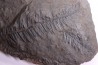 Fougère: PECOPTERIS POLYMORPHA - Stephanian (carbonifere) Graissesac, 34, FRANCE