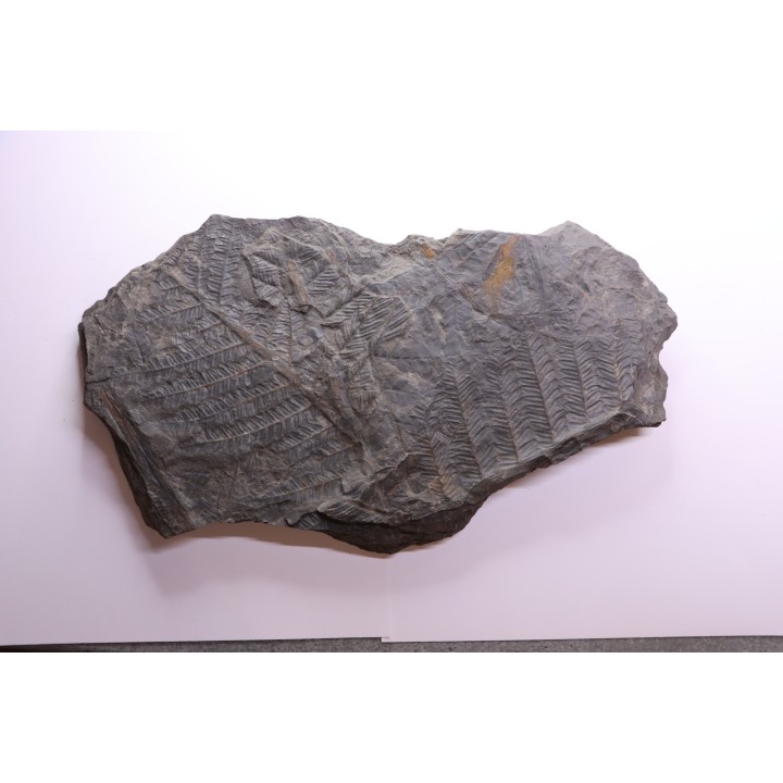 Fougère:  PECOPTERIS POLYMORPHA - Stephanian (carbonifere)  Graissesac, 34, FRANCE