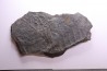 Fougère:  PECOPTERIS POLYMORPHA  Stephanian (carboniferous)  Graissesac, 34, FRANCE