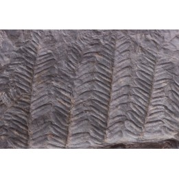 Fougère:  PECOPTERIS POLYMORPHA  Stephanian (carboniferous)  Graissesac, 34, FRANCE