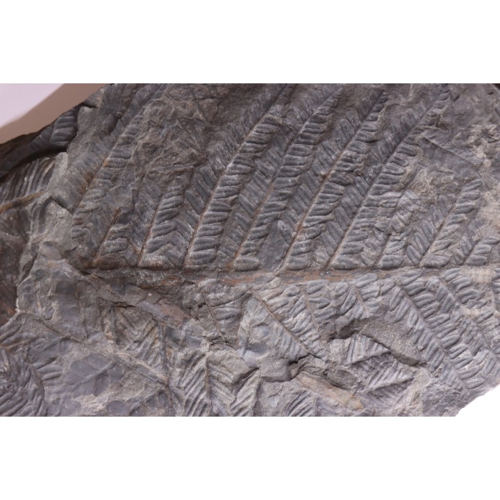 Fougère:  PECOPTERIS POLYMORPHA - Stephanian (carbonifere)  Graissesac, 34, FRANCE