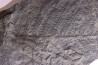 Fougère: PECOPTERIS POLYMORPHA - Stephanian (carbonifere) Graissesac, 34, FRANCE
