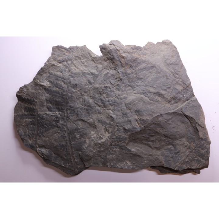 Fougère:  PECOPTERIS sp.  Stephanian (carboniferous)  Graissesac, 34, FRANCE