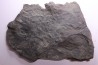 Fougère:  PECOPTERIS sp. - Stephanian (carbonifere)  Graissesac, 34, FRANCE