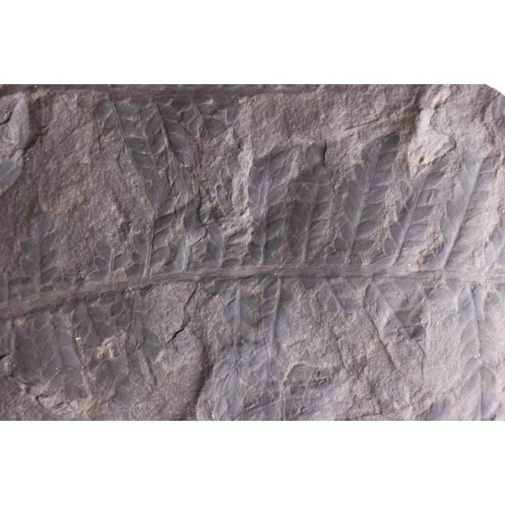 Fougère:  PECOPTERIS sp.  Stephanian (carboniferous)  Graissesac, 34, FRANCE