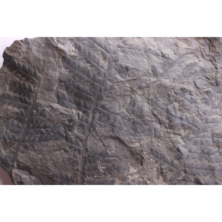 Fougère:  PECOPTERIS sp. - Stephanian (carbonifere)  Graissesac, 34, FRANCE