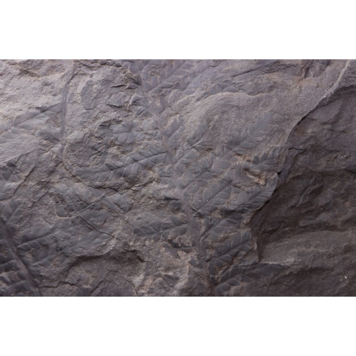Fougère:  PECOPTERIS sp.  Stephanian (carboniferous)  Graissesac, 34, FRANCE