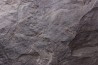 Fougère:  PECOPTERIS sp. - Stephanian (carbonifere)  Graissesac, 34, FRANCE