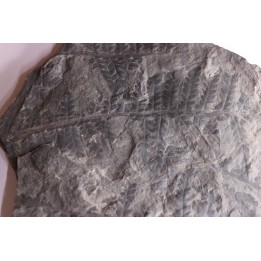 Fougère:  PECOPTERIS sp. - Stephanian (carbonifere)  Graissesac, 34, FRANCE