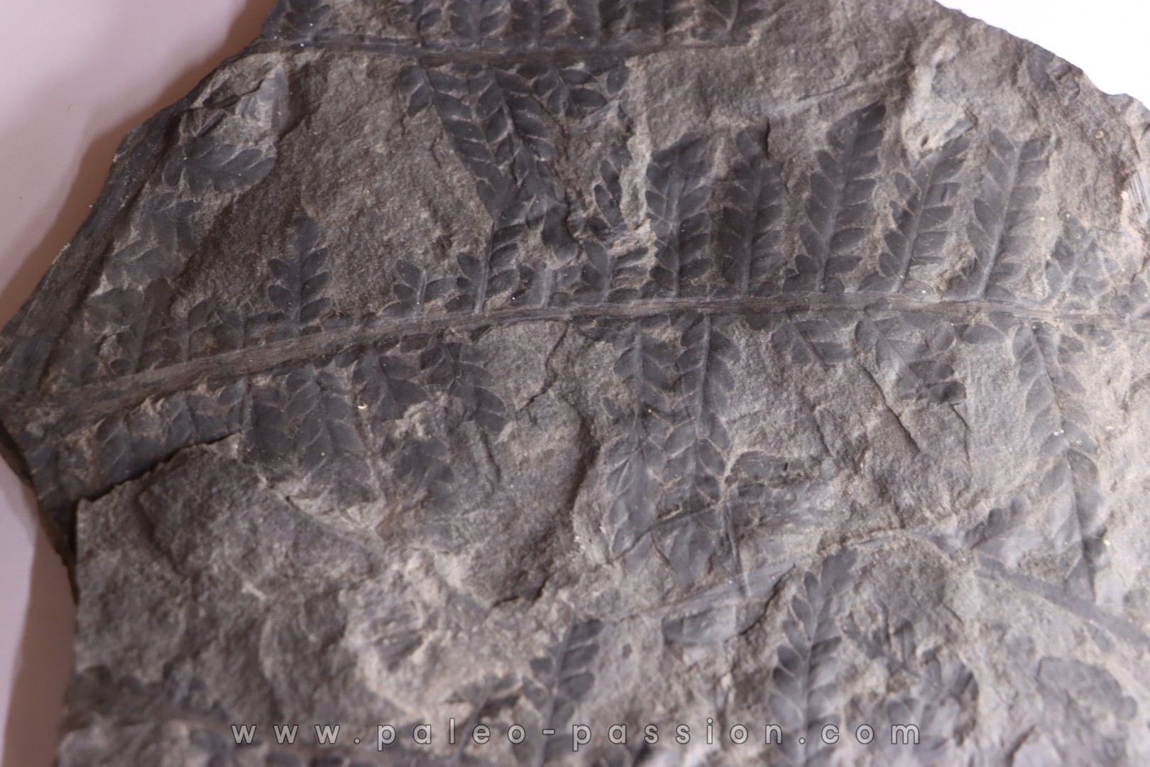 Fougère: PECOPTERIS sp. Stephanian (carboniferous) Graissesac, 34, FRANCE