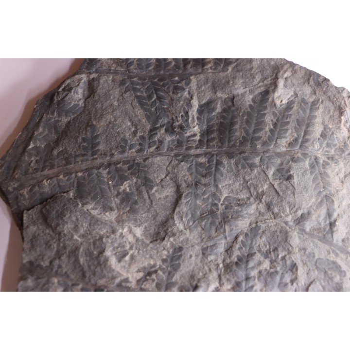 Fougère:  PECOPTERIS sp.  Stephanian (carboniferous)  Graissesac, 34, FRANCE