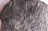 Fougère: PECOPTERIS sp. Stephanian (carboniferous) Graissesac, 34, FRANCE