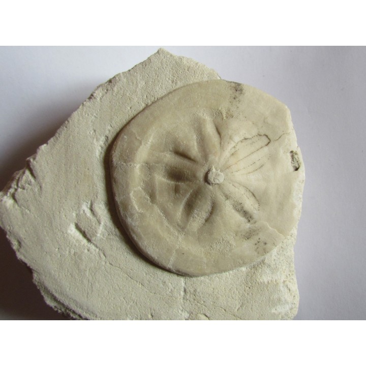 CLYPEASTER CAMPANULATUS de Corse