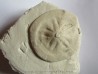 CLYPEASTER CAMPANULATUS de Corse
