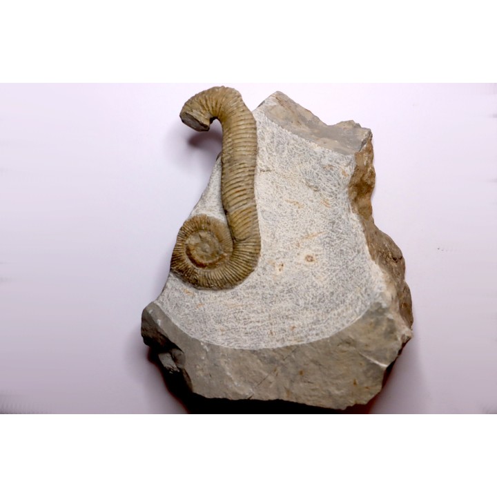 MACROSCAPHITES Yvani - Upper barremian - Drome - France