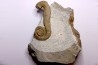 MACROSCAPHITES Yvani - Upper barremian - Drome - France