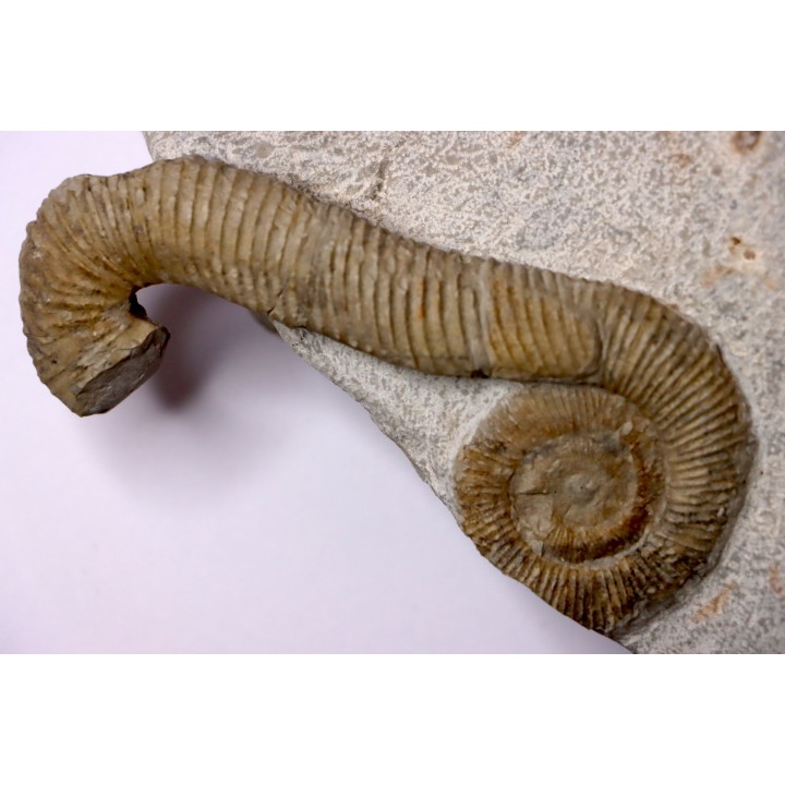 MACROSCAPHITES Yvani - Barremien sup. - Drome - France