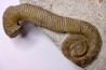 MACROSCAPHITES Yvani - Barremien sup. - Drome - France