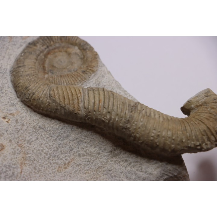 MACROSCAPHITES Yvani - Upper barremian - Drome - France