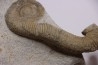 MACROSCAPHITES Yvani - Barremien sup. - Drome - France