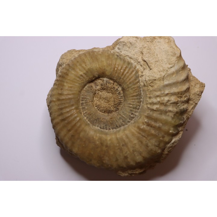 Uptonia jamesoni - Pliensbachien - Carriere de Fresnay le Puceux - FRANCE