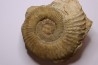 Uptonia jamesoni (Sowerby, 1827)  Pliensbachien  Carriere de Fresnay le Puceux, Calvados - FRANCE