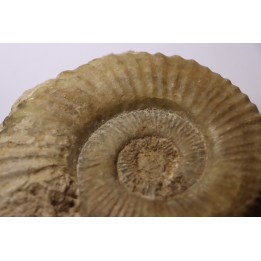 Uptonia jamesoni - Pliensbachien - Carriere de Fresnay le Puceux - FRANCE