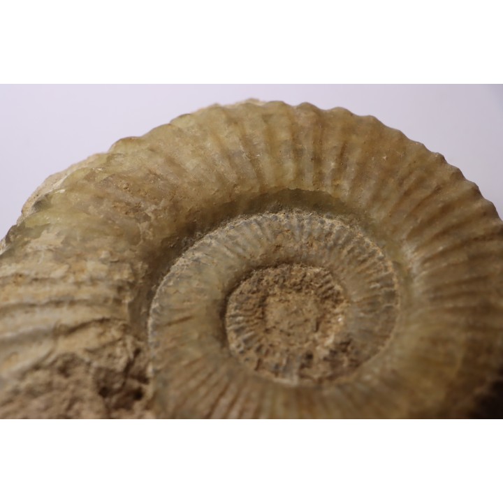 Uptonia jamesoni - Pliensbachien - Carriere de Fresnay le Puceux - FRANCE
