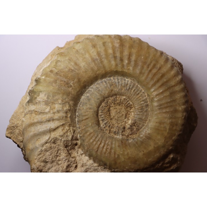 Uptonia jamesoni (Sowerby, 1827)  Pliensbachien  Carriere de Fresnay le Puceux, Calvados - FRANCE