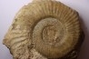 Uptonia jamesoni (Sowerby, 1827)  Pliensbachien  Carriere de Fresnay le Puceux, Calvados - FRANCE