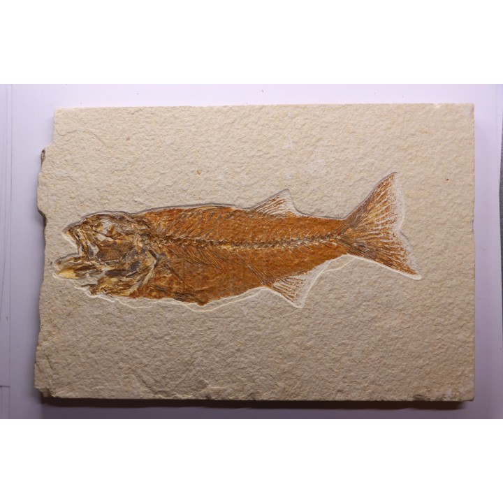 Mioplosus labracoides