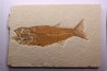 poisson fossile - Mioplosus labracoides - Eocène - green river fmt - Wyoming - USA