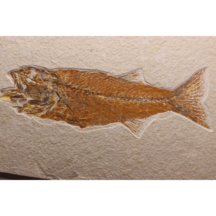 Mioplosus labracoides