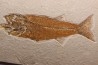 Mioplosus labracoides